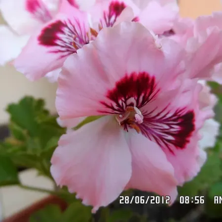 Διαμέρισμα Gardenia